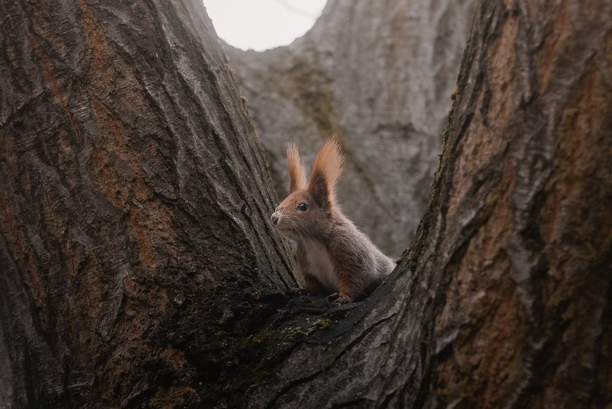 Comment observer la faune sauvage en respectant l’environnement ?